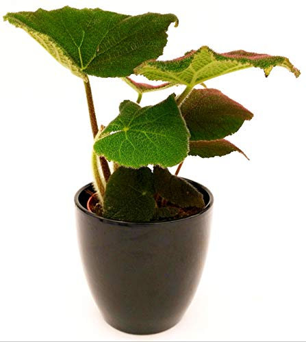 POWERS TO FLOWERS - BEGONIA MASONIANA VERDE, IN VASO CERAMICA NERO, pianta vera