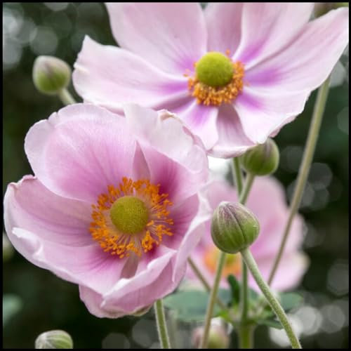 Anemonen Zwiebeln,winterharte pflanzen,pflegeleichte,schöne,gesunde Zwiebeln,geeignet für Gärten,Balkone,farbenfrohe Blumen,Töpfe und Terrassen,pflanzkorb blumenzwiebeln.-15zwiebeln-B