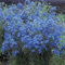 Rittersporn Blau - Delphinium grandiflorum 70 Samen