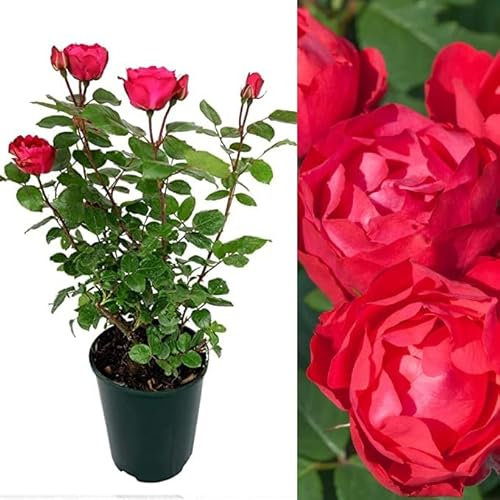 Rose Bush Cherry Bonica - Floribunda Red Rose Bush for The Garden in a 3 Litre Pot (3 Plants)