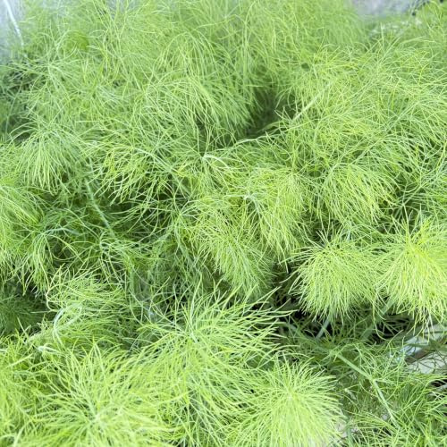 Fenchel Jungpflanzen 6er-Set