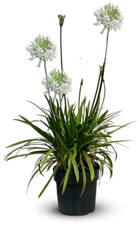 Attitude Jardin – Agapanthus africanus – mediterrane Pflanze – 60-70 cm – ⌀ 19 cm – Außenpflanze – weiße Blume