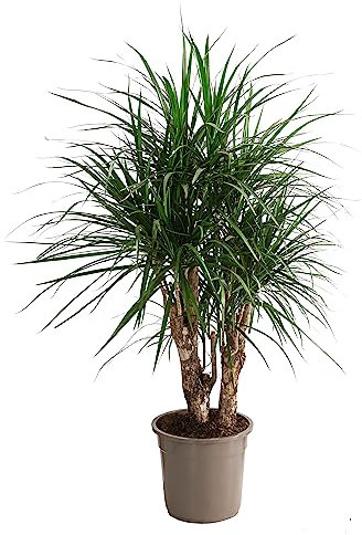 Dehner Drachenbaum, Dracaena marginata, verzweigte Triebe, 140-150 cm, Ø Topf 27 cm, Zimmerpflanze