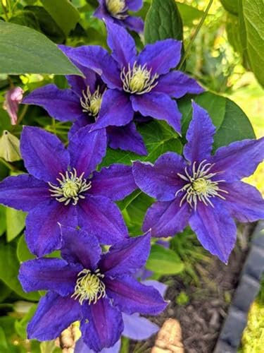 Clematis zwiebeln,Clematis, Gartenzierblumen kultiviert werden,Winterhartes,Blumen,Lebende Pflanzen,Natürlich,können für Gartenarbeit,Pflanzenzwiebeln-8 Zwiebeln-B