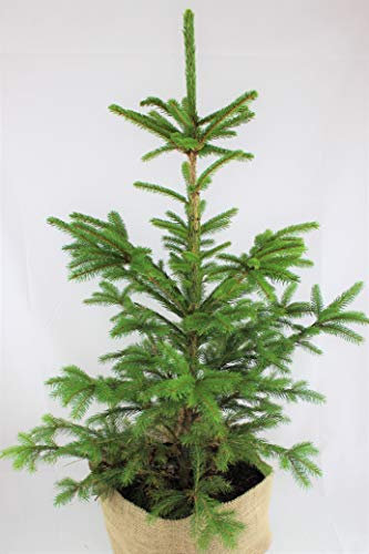 Real, Living Norway Spruce Christmas Tree 3-4ft (90-120cm) (Tree & Hessian Pot Cover)