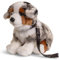 Uni-Toys - Australischer Schäferhund Welpe, sitzend (mit Leine) - 22 cm (Höhe) - Plüsch-Hund, Haustier - Plüschtier, Kuscheltier