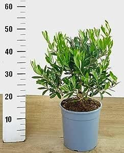 POWERS TO FLOWERS - ULIVO, OLIVO MAIATICA,VASO 19CM DIAMETRO, Pianta Vera