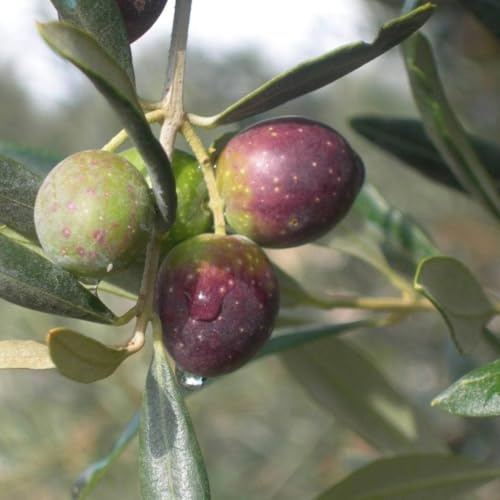 PIANTA DI ULIVO ITRANA in vaso 20/fitocella - età 2/3 anni