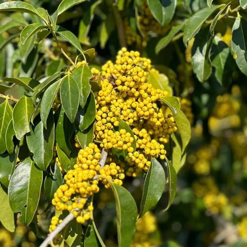 50 pcs stechpalme deko Samen gartenpflanzen exotische samen Ilex aquifolium, winterharte pflanzen für garten bio saatgut bonsai baum kübelpflanzen winterhart mehrjährig indoor garden