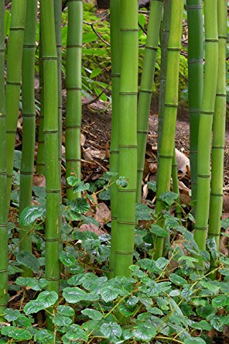 Graines de bambou Phyllostachys Vivax: PAQUET DE 100 GRAINES