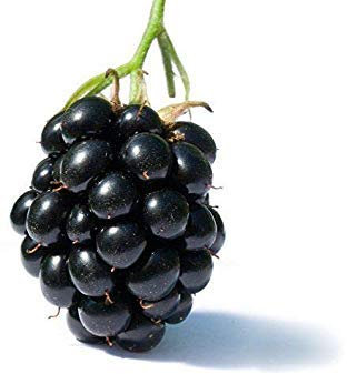 : BlackBerry Großer Garten Obst Strauch 15 Samt, Neue, freies Verschiffen: Seeds Only
