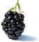 : BlackBerry Großer Garten Obst Strauch 15 Samt, Neue, freies Verschiffen: Seeds Only