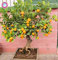 Vistaric 40 STÜCKE Mini Orangenbaum Samen Topf Organische Essbare Frucht Samen Bonsai Top Qualität Orangenbaum Samen Mehrjährige Gartenpflanzen