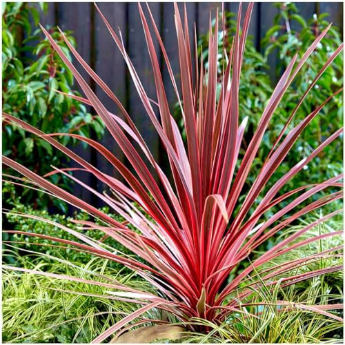 GrowOn Shrubs Cordyline 'Charlie Boy' Palm Tree | Evergreen Plant | Outdoor Garden Ready Plant