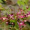 200 pcs Elfenblume Winterhart Samen, bodendecker winterhart wildblumensamen Elfenblume Epimedium, zimmerpflanzen samen pflanzen winterhart indoor kräutergarten balkon pflanze balkon