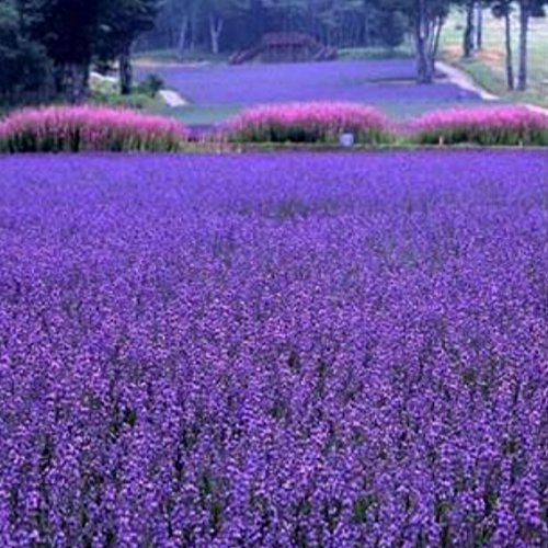 Grandes ventas !!! 200 PC/bolso francés semillas de lavanda Provence muy fragantes semillas de lavanda orgánicos Semillas de flores flor de la planta de origen GA