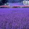 Grandes ventas !!! 200 PC/bolso francés semillas de lavanda Provence muy fragantes semillas de lavanda orgánicos Semillas de flores flor de la planta de origen GA