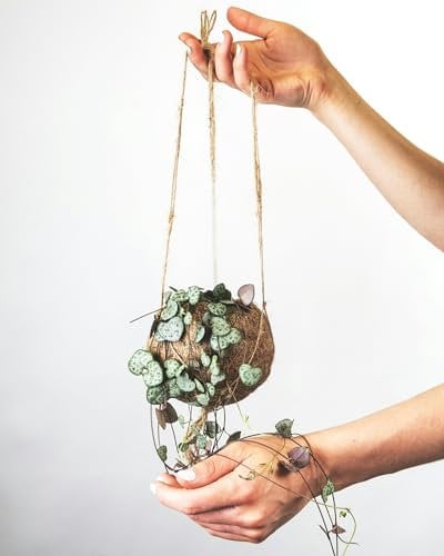 Strings of Hearts, Ceropegia Woodii in Kokodama Hanging Plant Pot, Live Plant, kokodama Planter Included
