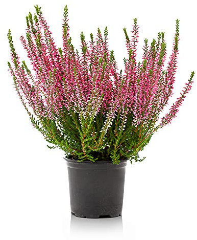Verdecora Brezo | Calluna | Brecina | Arbusto resistente de colores llamativos | Planta natural de exterior (Maceta 13cm)