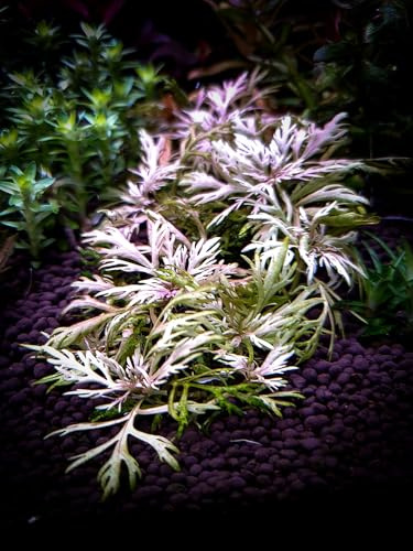 Hyptis laciniata - *TOP-RARITÄT* 1 Bund - Wasserpflanzen für Aquarien