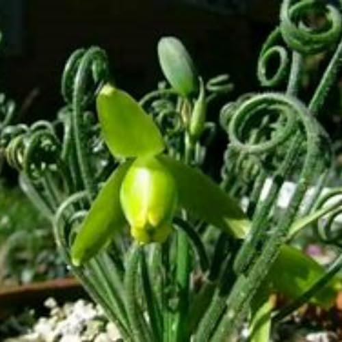 Pianta Albuca Spiralis bulbi,giardinaggio,albuca spiralis pianta vera,piante erbacee perenni,Bulbi di albuca spiralis,piante da interno,piante grassa(senza semi,non artificiali)-3 bulbi-C