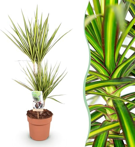 Dracaena Sunray - Drachenbaum - Pflegeleicht - Grün - 70-75cm - Ø17cm - Zimmerpflanze - Immergrün