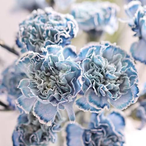 300 pcs nelken samen winterhart mehrjährig, blumenbeet, steingartenpflanzen winterhart bartnelken samen, (Dianthus caryophyllus) blumen balkon, bonsai samen blumensamen gastgeschenk,