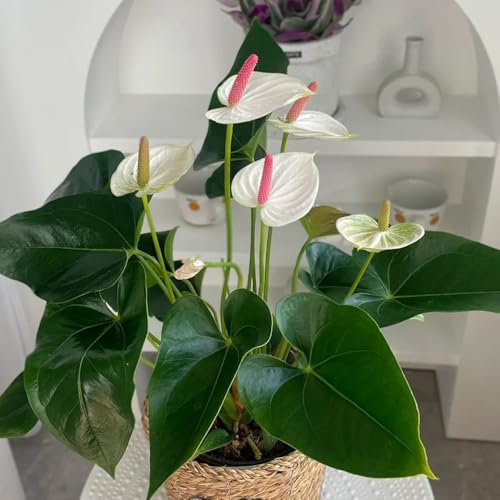 30 piezas semillas de anturio, plantas de interior grandes anturio andraeanum, Plantas resistentes semillas orgánicas plantas de interior. bonsai de sala de jardín interior bonsai