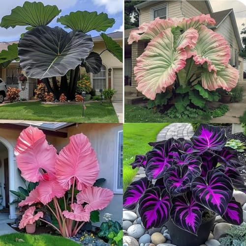 Elefantenohr Rhizome, HochwertigeRhizome, Ideale Garten Rhizome, Winterhart, Gemischte Farben, Perfekte Zimmer Zierpflanze, 3zwiebeln-A