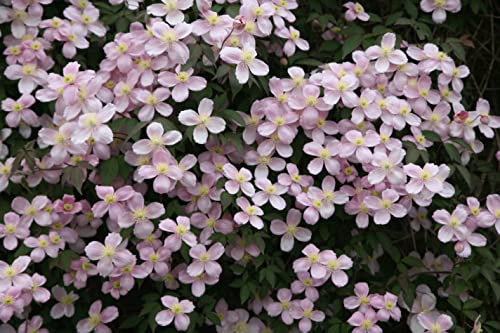 Plant Theory 60cm Cane Clematis Montana Pink Flowering Vine Climbing Plant 3L Pot