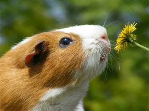 NHYXW 5D Diamond Painting Kit, observación de las flores de Cavia completo taladro DIY pintura diamante, strass bordado pintura de punto de cruz arte para la decoración pared casa 40 x 60 cm