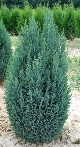[x1] Ellwoodii Dwarf Conifer | Chamaecyparis lawsonianna | Evergreen | 2ltr