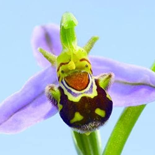 Haloppe 50 Stück Bienen-Orchideen-Blumen-Pflanzen-Samen für die Bepflanzung des Hausgartens, Bienen-Orchideen-Samen nach Norden gerichtete Blumensamen Samen