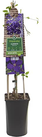 mgc24 Kletterpflanze Clematis jackmanii Waldrebe im 2l-Container 2 Pflanzen