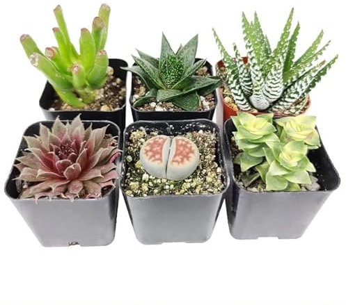 Pack Seis Crasas Mini Plantas Naturales Resisitentes a Altas Temperaturas