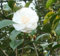 Bianco camelia giapponese (Camellia japonica) Albero pianta -USA- 5 semi