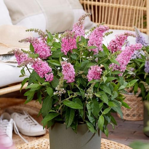 Plant Theory Little Pink Butterfly Bush Buddleja Shrub Plant 2L Pot