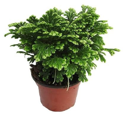 Planta de la Suerte Natural Selaginella Rosa del Desierto