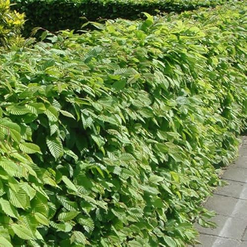25 X Carpinus Betulus 60-80cm Wurzelware - Hainbuche