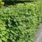 25 X Carpinus Betulus 60-80cm Wurzelware - Hainbuche