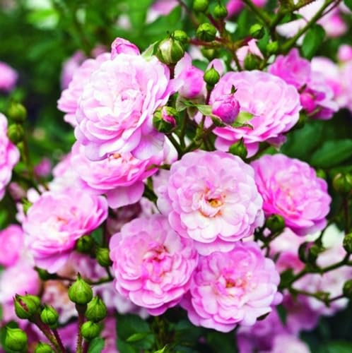 2 x Rose - Rosa 'The Fairy' Topf 25-30 cm - Die zauberhafte bodendeckende Rose für Ihren Garten