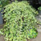 100 Pcs Efeu Samen Schnellwachsend - Efeutute - Ivy Vines, Gartendeko Für Draußen Dekopflanzen Wall Ivy Samen, Hängepflanzen, Zaun Deko Vines Seltene Pflanzen, Hochbeet Samen Pflanzen