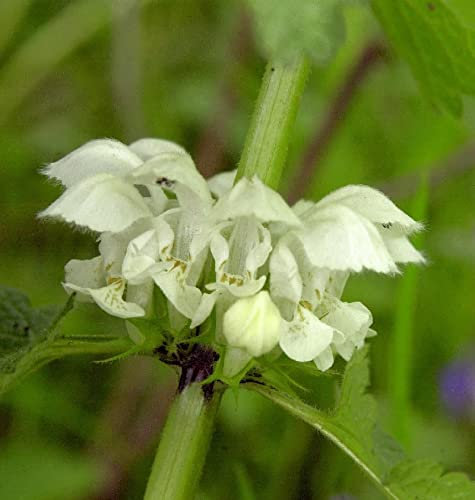 Taubnessel - Lamium album