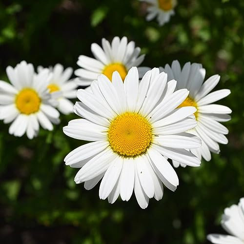 250 pezzi semi di camomilla perenne resistente - piante resistenti per balcone semi di camomilla, Matricaria recutita, semi di fiori piante di erbe piante in vaso erbe