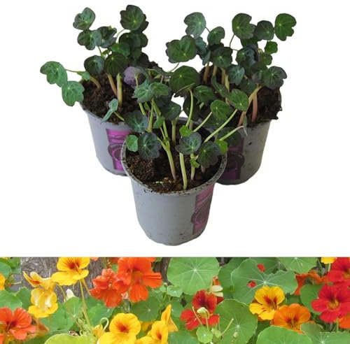Carbeth Plants Nasturtium Plants x 3 in 9cm Pots