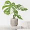 Monstera Deliciosa Variegata - 15cm Topf x 45cm Höhe, seltene tropische Zimmerpflanze, frische Topfpflanze, grüner Blickfang für Wohnzimmer, Bad, Büro, luftreinigende Deko