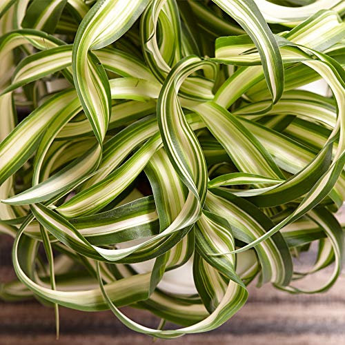 1x Rigogliosa Chlorophytum Bonnie Pianta Ragno Nastrino Falangio da 20-30 cm Pianta da Appartamento per Interni