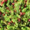 Cranberry - auch Moosbeere, Vaccinium macrocarpon, niedrig bleibendes Fruchtgehölz Rot