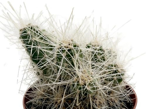 Fangblatt - Echinocereus longisetus - prächtiger Igelkaktus im Ø 10,5 cm Topf - pflegeleichte Zimmerpflanze - dekorative Sukkulente
