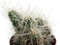 Fangblatt - Echinocereus longisetus - prächtiger Igelkaktus im Ø 10,5 cm Topf - pflegeleichte Zimmerpflanze - dekorative Sukkulente